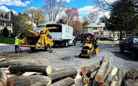 How Our Tree Care Process Works  in  Montevideo, MN